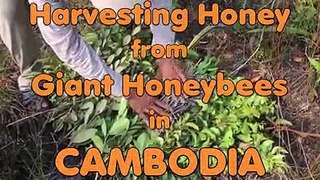 Harvesting honey from giant honey bee in Combodia