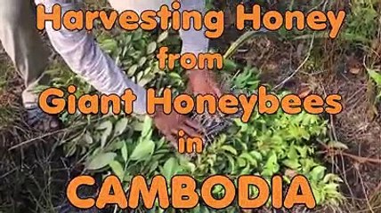 Harvesting honey from giant honey bee in Combodia