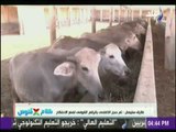 رئيس قطاع الثروة الحيوانية : طرح 5 آلاف رأس ماشية استعدادا لعيد الأضحى  بأسعار مخفضة