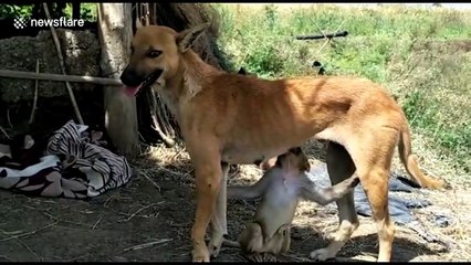 Dog adopts abandoned baby monkey in India