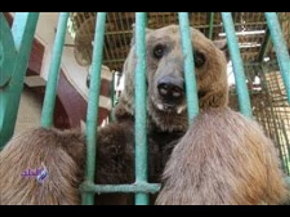 صدى البلد | إستعدادات حديقة الحيوان لعيد الفطر المبارك