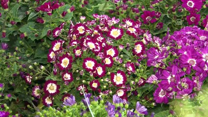 '2. Doğu Marmara Tarım Fuarı' kapılarını kapadı - KOCAELİ