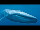 صدى البلد | 7 معلومات عن أضخم كائن بالعالم بعد ظهوره فى مياه البحر الأحمر