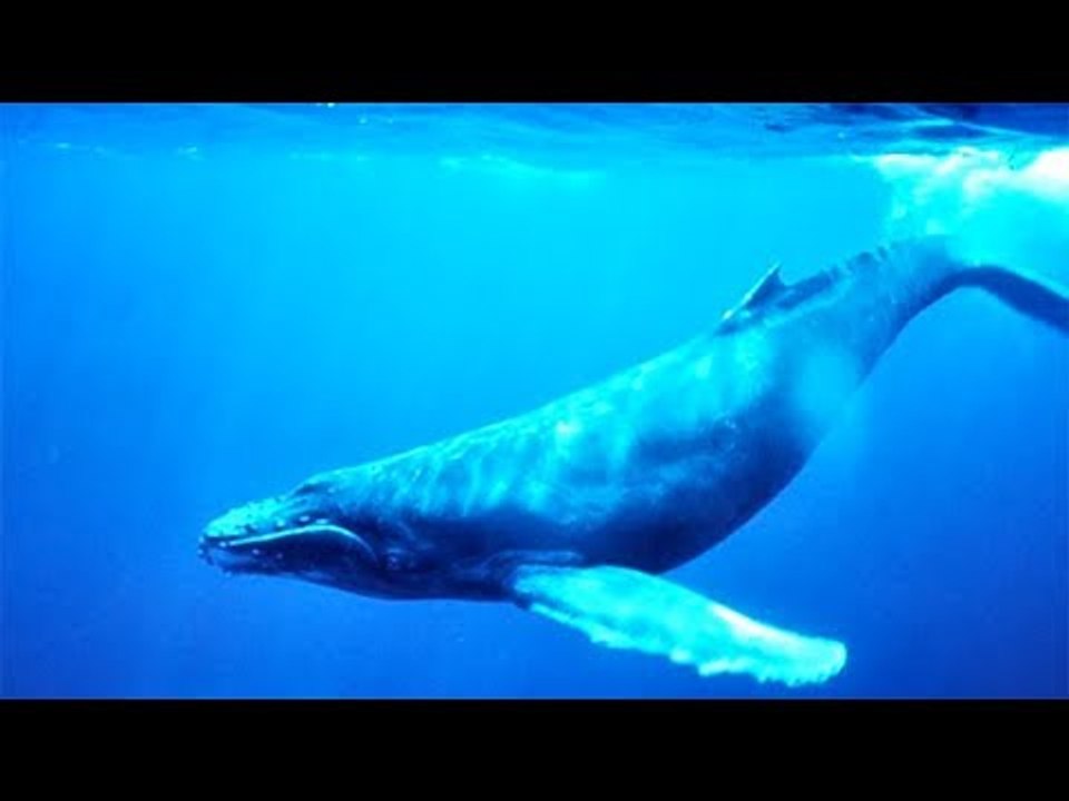 صدى البلد | ظهور الحوت الازرق بمياة البحر الاحمر