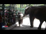 صدى البلد | تفاعل كبير مع الفيل « حسونة » ثالث ايام العيد بحديقة الحيوان