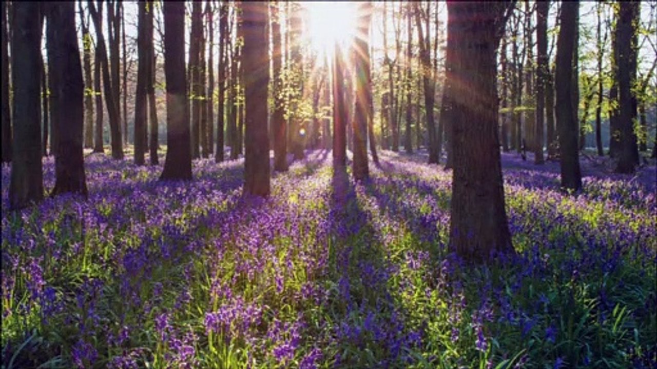MUSIQUE DE RELAXATION – SONS DE LA FORET, RUISSEAU,  POUR SE DETENDRE ET DORMIR