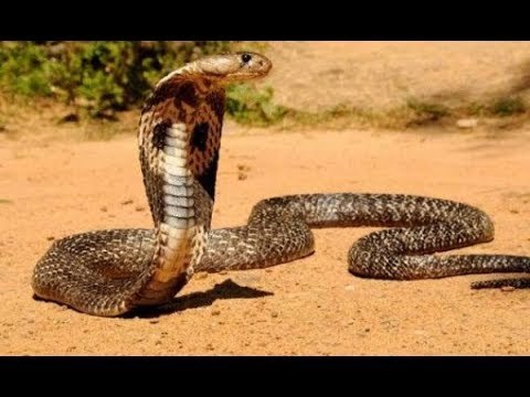 صدى البلد | سوق السيدة عائشة ..حديقة حيوان برية للبائع والمشتري