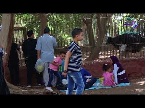 صدى البلد | الاطفال يتفاعلون مع النعام بحديقة الحيوان