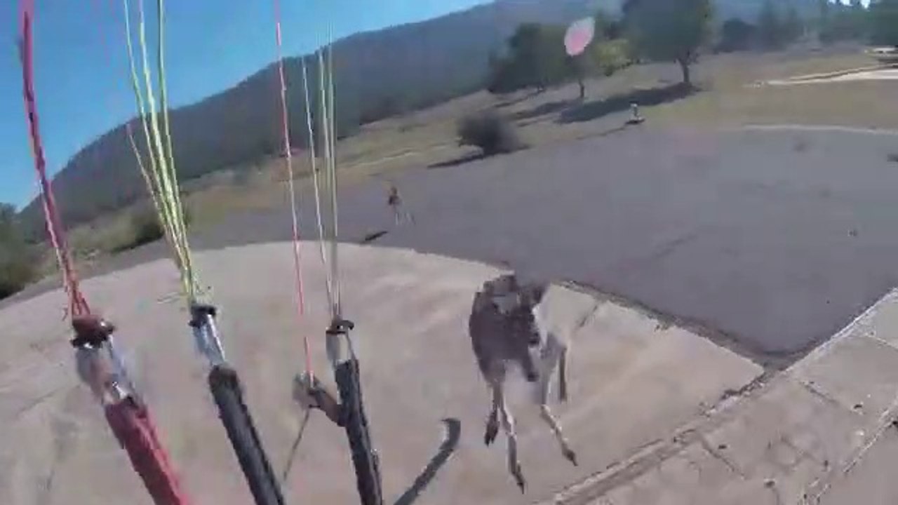 A kangaroo attacks a skydiver