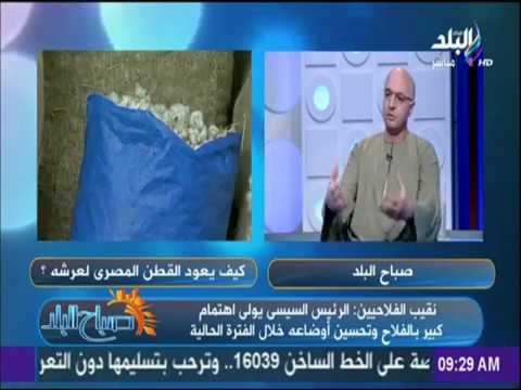 صباح البلد - نقيب الفلاحيين عن منح 100 جنيه علاوة لمزارعي القطن : خطوة طيبة من الحكومة