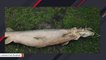 Alligator Gar, A Prehistoric Fish, Pulled From Lagoon