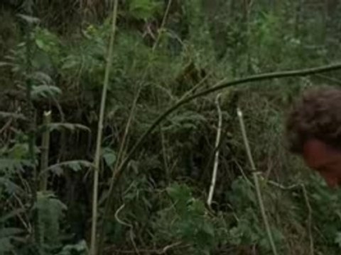 Gorilles dans la brume - 4