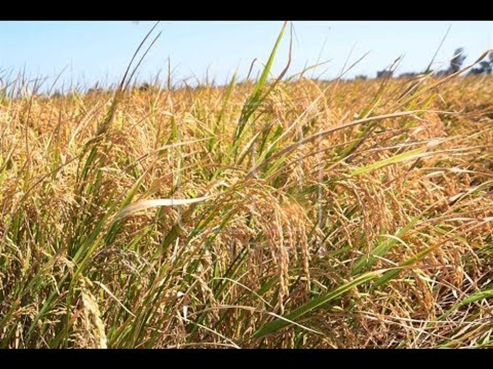 صباح البلد - رئيس البحوث الزراعية الأسبق : 5 محتكرين فقط يبتزون مزارعى الأرز