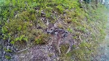 Des joggers tombent sur un petit faon adorable au milieu du chemin