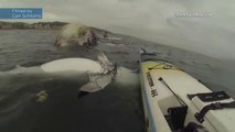 Ils sauvent un requin tigre piégé dans un filet