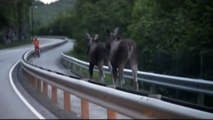 Des cyclistes font la rencontre de 2 élans en pleine route