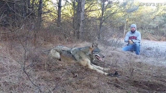 Il sauve un loup qui a la patte coincée dans un piège