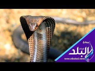 صدى البلد | تعرف على كيف يستطيع الرفاعية ترويض الأفاعي