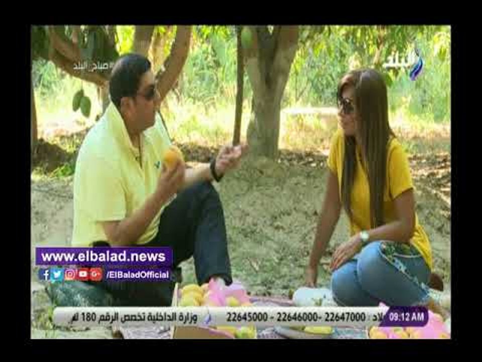 صدى البلد | صاحب مزرعة: 200 ألف طن إجمالى إنتاج المانجو بالإسماعيلية