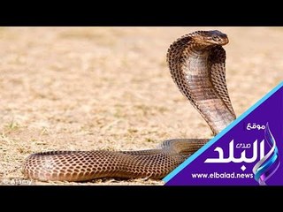 صدى البلد | استخراج كوبرا سامه  بقرية  منية السعيد بالبحيرة