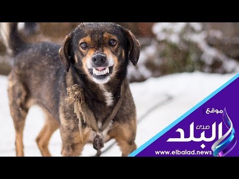 صدى البلد | المصريين يؤيدون مشروع قانون تجريم حيازة الكلاب دون ترخيص