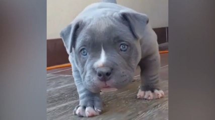 Un chiot Pitbull joue avec la caméra !
