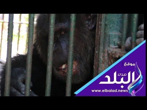 صدي البلد | إقبال كبير على جبلاية القرود وبيت السباع فى حديقة الحيوان