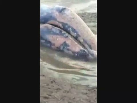 Pescadores salvan a Ballena Gris que quedo varada lograron regresarla al mar tras 3 días