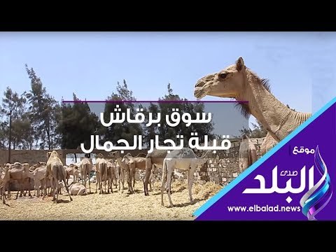 صدي البلد | سوق برقاش.. قبلة تجار الجمال استعداد لعيد الأضحى
