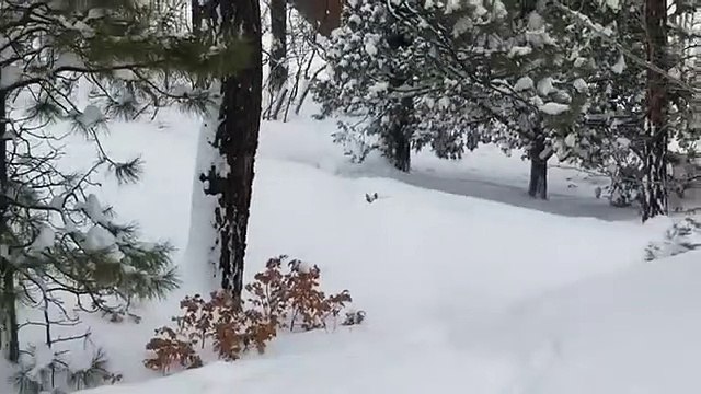 Perro ayuda a otro perro a salir de la nieve