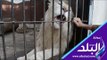 صدي البلد | الأسد حسين فهمي :  يخطف الأنظار في حديقة الحيوان خلال العيد