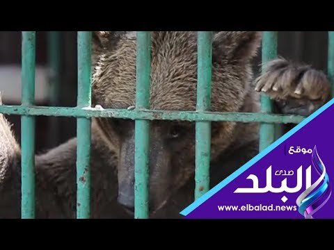 صدي البلد | حسونة الدب الروسي الذي خطف الأضواء بحديقة حيوان الجيزة