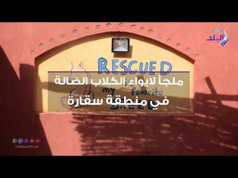 صدي البلد | ملجأ لإيواء الكلاب الضالة في منطقة سقارة