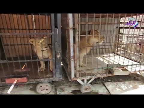 صدي البلد | ضبط شخص بحوزته 5 أسود أفريقية بالقليوبية