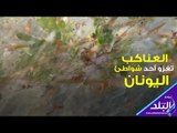 صدي البلد | العناكب تغزو أحد شواطئ اليونان