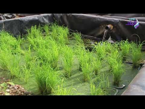 صدي البلد | عالم مصري يبتكر حلا لأزمة زراعة الأرز.. مش هنحتاج لمياه!