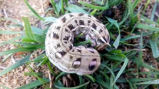 Insects video. vidéo insectes.