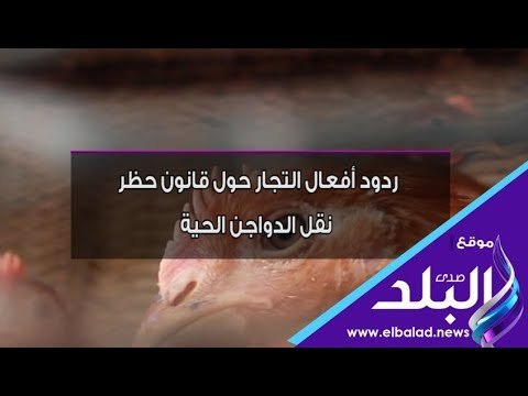 صدي البلد | ردود أفعال التجار حول قانون حظر نقل الدواجن الحية