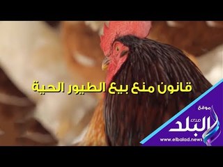 صدي البلد | معلومات عن قانون منع بيع الطيور الحية