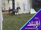 صدي البلد | انطلاق مهرجان الخيول العربية الأصلية بمحطة الزهراء لـ 369 حصانا