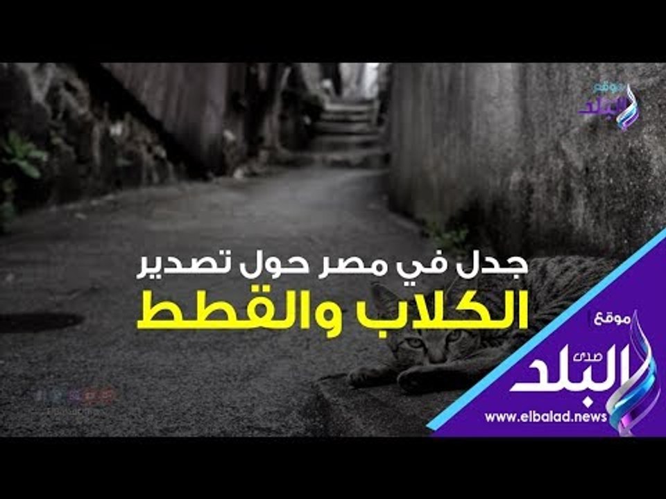 صدي البلد | جدل في مصر حول تصدير الكلاب والقطط