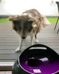 Diving Doggo's Incredible Catch