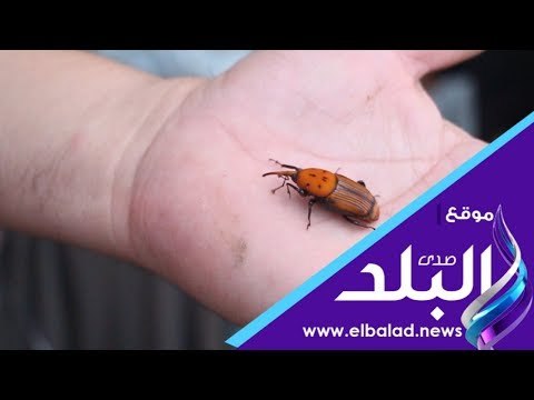 صدي البلد | وداعًا للآفات الزراعية الفتاكة.. مصري يبتكر مصيدة صديقة للبيئة للقضاء عليها