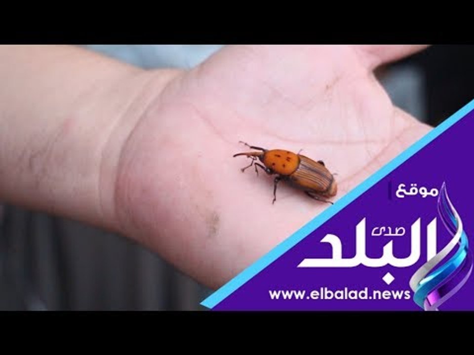 صدي البلد | وداعًا للآفات الزراعية الفتاكة.. مصري يبتكر مصيدة صديقة للبيئة للقضاء عليها