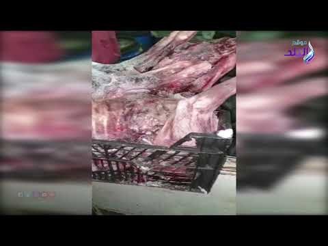 صدي البلد | التحقيق فى واقعة العثور على 5 كلاب مذبوحة بشبرا الخيمة