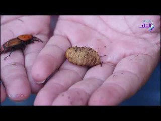 صدي البلد | أخطر خنفسة في العالم تهدد نخيل مصر