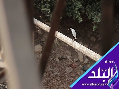 صدي البلد | مخرات القمامة لا السيول ..أكوام النفايات تحتل مخرات حلوان