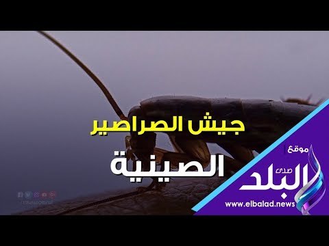 صدى البلد | فيديوجراف : الصين تجمع جيشا من الصراصير‎