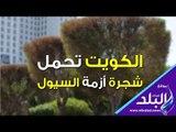 صدي البلد | الشجرة الملعونة وكارثة سيول الكويت