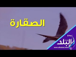 صدي البلد | الصقارة .. اليوم العالمي للصيد بالصقور